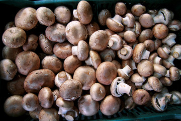 Organic fresh champignons