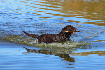 Wet chocolate Labrador in the water