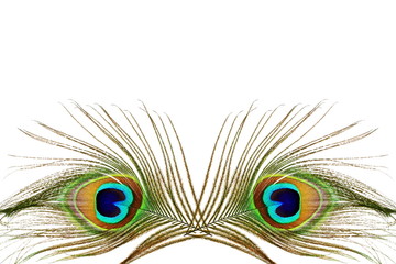 Belles plumes de paon comme arrière-plan avec espace de copie de texte
