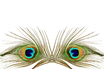 Photo sur Plexiglas Paon Belles plumes de paon comme arrière-plan avec espace de copie de texte