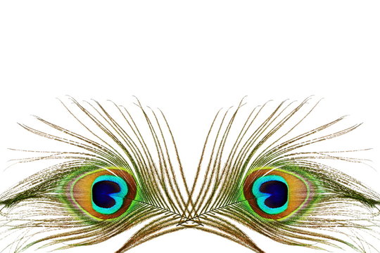 Fototapeta Beautiful peacock feathers as background with text copy space