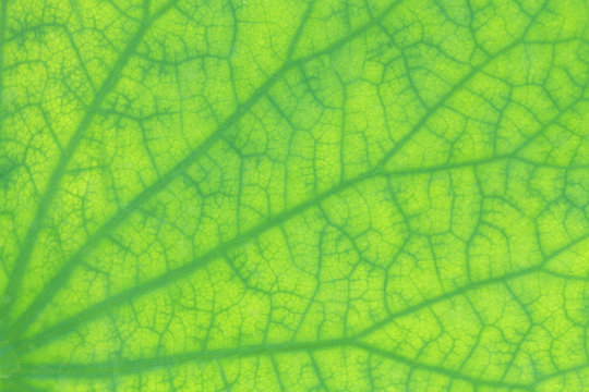 Patterned on a lotus leaf with dew for background
