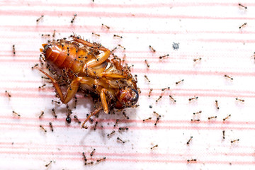 it is red ants kill one cockroach on floor