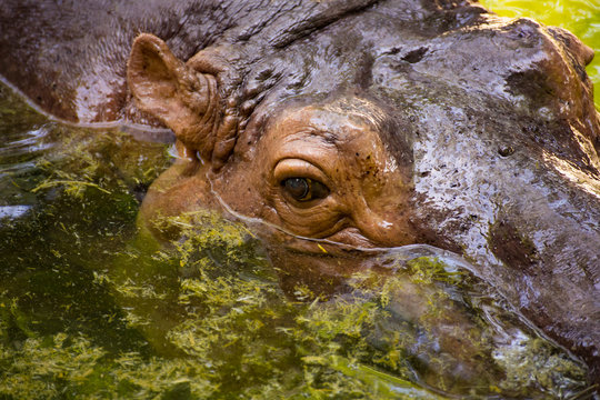 A hippopotamus floating in water with its half face above water