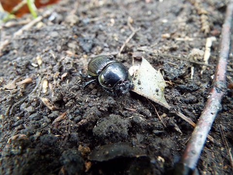 糞虫 Images Browse 61 Stock Photos, Vectors, and Video Adobe Stock