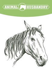sketch of horse head drawn by hand. livestock. animal grazing