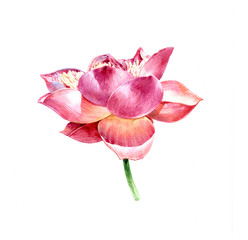 Watercolor illustration painting of lotus on white background