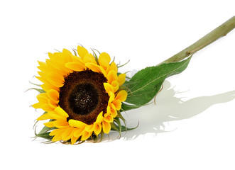 Single sunflower on white background