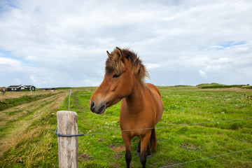 Obraz premium Free horse in the gree meadow