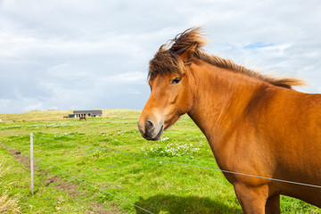 Free horse in the gree meadow