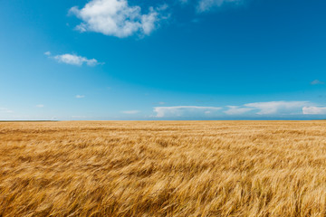 golden wheat field and light blue sky
