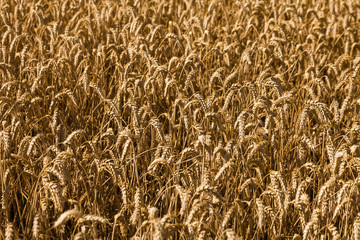 ripe wheat field, detail