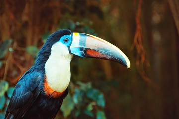 Single White-throated Toucan (Ramphastos tucanus),  closeup