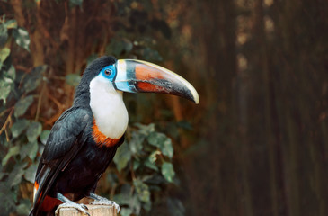 Single White-throated Toucan (Ramphastos tucanus),  closeup
