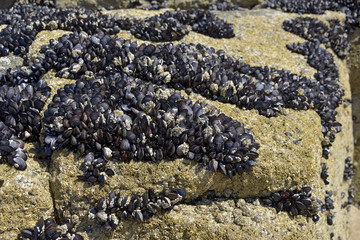 Blue mussel (Mytilus edulis) on rock at low tide in Brittany in France
