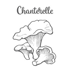 Set of chanterelle edible mushrooms sketch style vector illustration isolated on white background. Collection of edible mushrooms chanterelle - obrazy, fototapety, plakaty