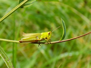 Grasshopper on meadow plant in wild nature during spring