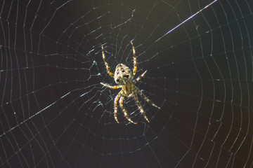 Spider