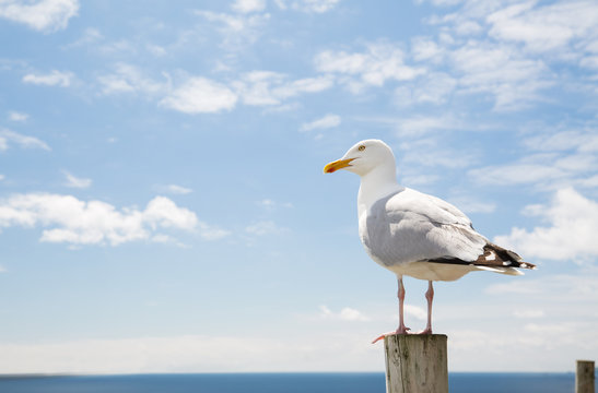 seagull over sea and blue sky