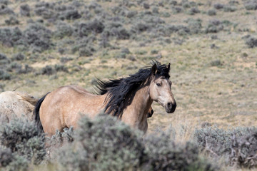 Fototapeta na wymiar Wild Mustang