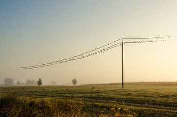 many birds sitting on power lines on the background of nature dawn fog and sun