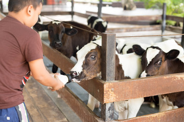 Boy feeding cow with a milk bottle