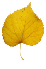 Autumn withered leaf from birch in yellow