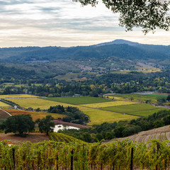 Vista of Sonoma Valley patchwork vineyard in autumn before sunset. Sonoma California wine country, with patches of yellow, green, orange vines at harvest time. Mountains in background.