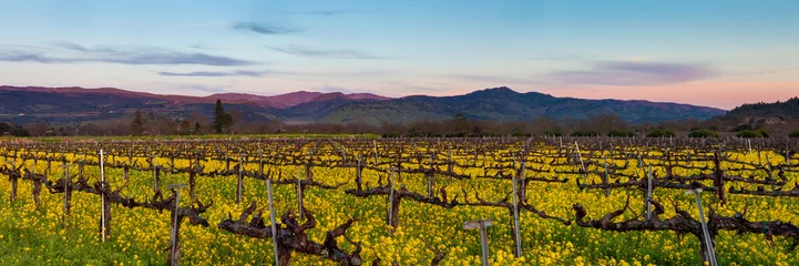 Wall murals Vineyard Napa Valley wine country panorama at sunset in winter. Napa California vineyard with mustard and bare vines. Purple mountains at dusk with wispy clouds.