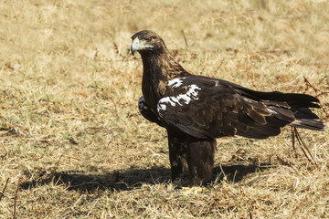 spanish imperial eagle