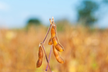Close up of soybean plant