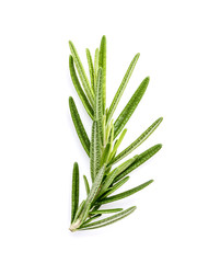 Branch of fresh rosemary  isolated on white background.