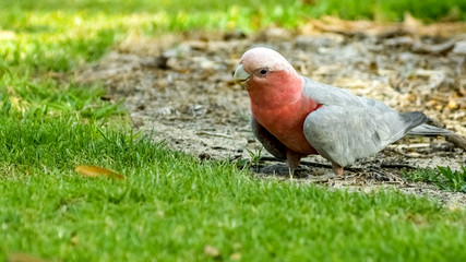 Beautiful pink galah parrot standing on lawn