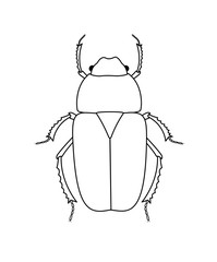 Drawing Art of Beetle Insect