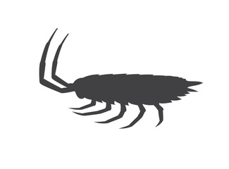 Obraz premium Woodlouse Insect Silhouette