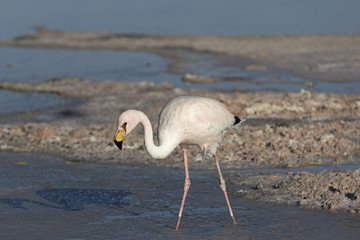 Closeup of an Andean Flamingo / Closeup of an Andean Flamingo in a salt lake in Atacama Salar, Chile 
