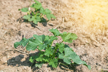 young watermelon plants growing on ground  plantation