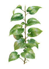 Fototapeta premium watercolor painting of leaves on white background