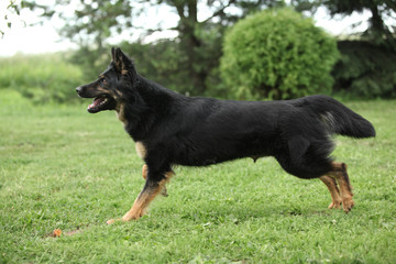 Nice Bohemian shepherd running in the garden