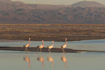 Obraz premium Flamingos at Sunset in Atacama Salar, Chile / Four flamingos in a row walking in a salt lake at Sunset in Atacama Salar, Chile 