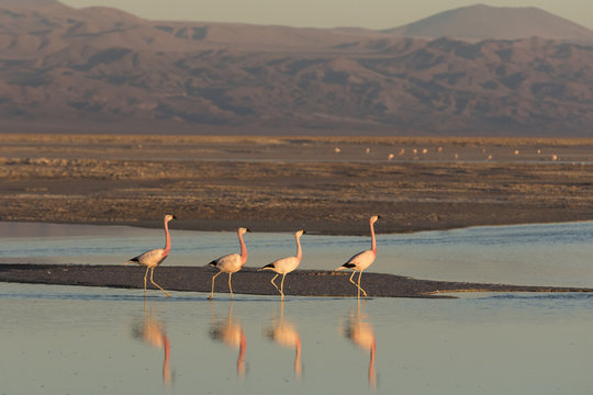 Fototapeta Flamingos at Sunset in Atacama Salar, Chile / Four flamingos in a row walking in a salt lake at Sunset in Atacama Salar, Chile   
