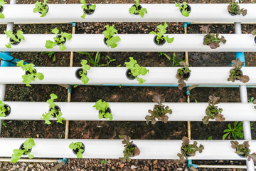 Obraz premium Green hydroponic organic salad vegetable with purple in plant.