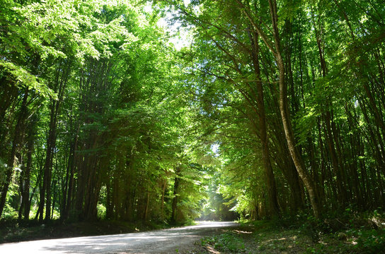 Longos (Flooded) Forest of Igneada Turkey