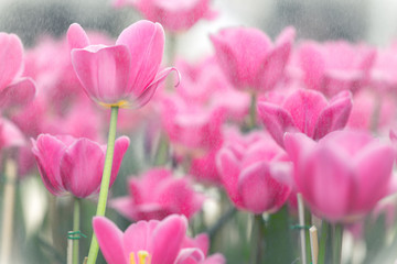 Obraz premium blooming pink tulips