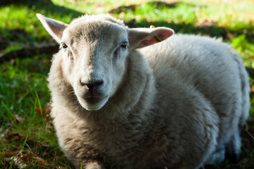 Lamb Laying on a Grass Field at Lindholm Høje