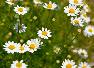 Fototapeta premium Daisy 