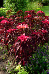 Amaranthus tricolor in red