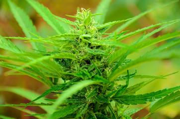 Marijuana Top Bud, outdoor Plant