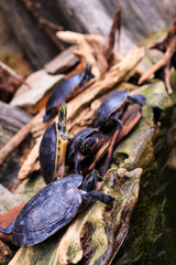 Turtles in an aquarium setting