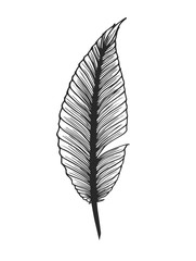 Hand drawn feather. Isolated on white illustration. Vector. Easy to color.